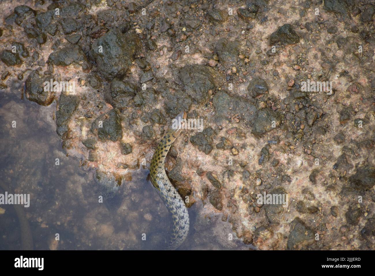 A snake is coming out of water and crawling over stone Stock Photo - Alamy