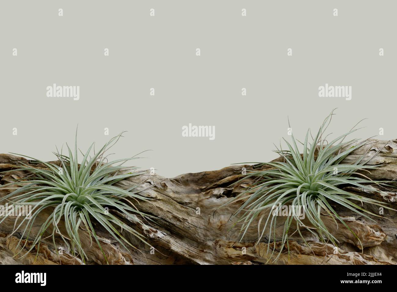 air plant on drift wood on a light green background with room for writing Stock Photo