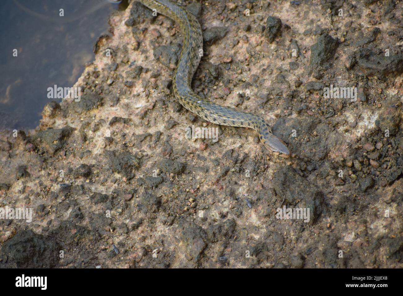 A snake is coming out of water and crawling over stone Stock Photo - Alamy