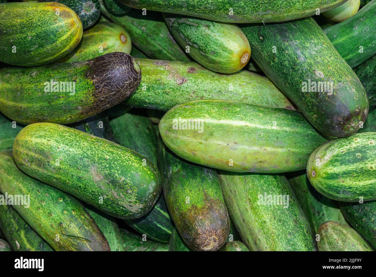 Fresh Organic Cucumber