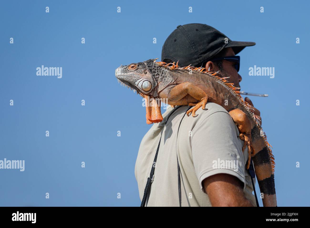 Shallow depth of field (selective focus) details with a man carrying an iguana on a Romanian beach for the tourists to take photos with it. Stock Photo