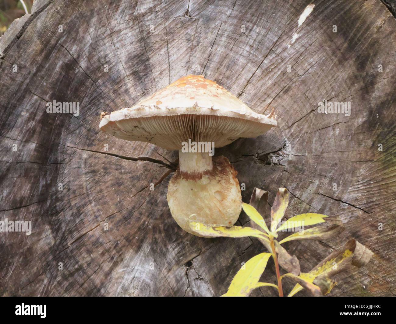Polypore in autumn forest Stock Photo