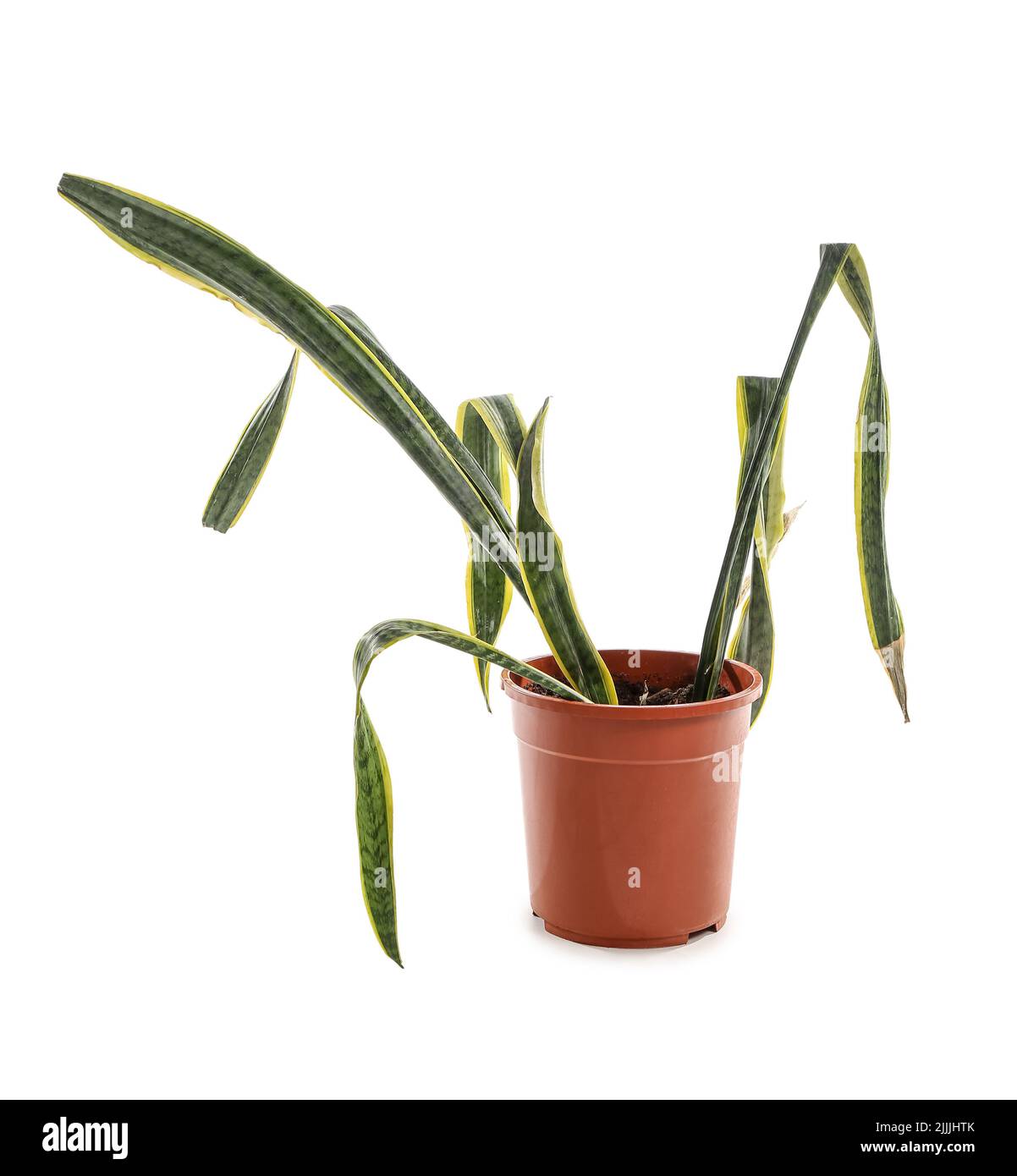 Faded snake Cut Out Stock Images & Pictures Alamy