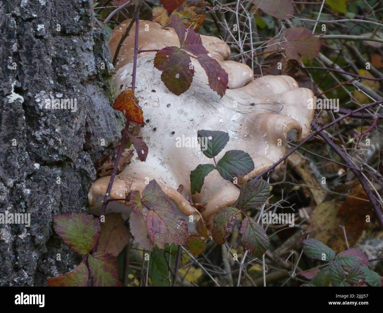 Polypore in autumn forest Stock Photo