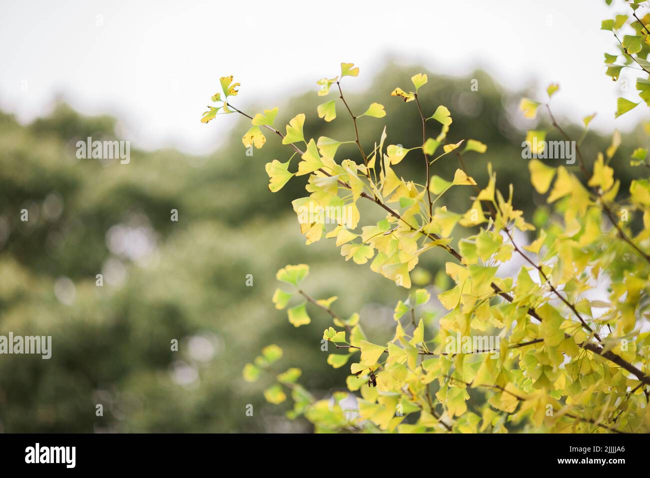 Ginkgo leaves turning yellow Stock Photo Alamy