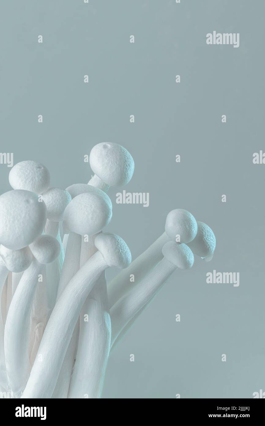 Fresh Enoki mushrooms on a gray background with selected focus Stock ...