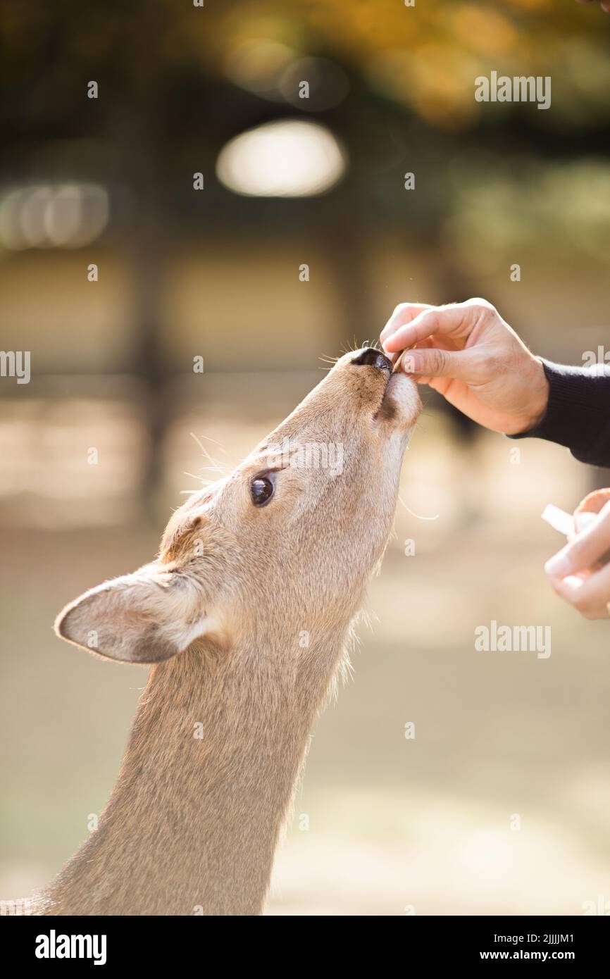 Feeding a deer Stock Photo - Alamy