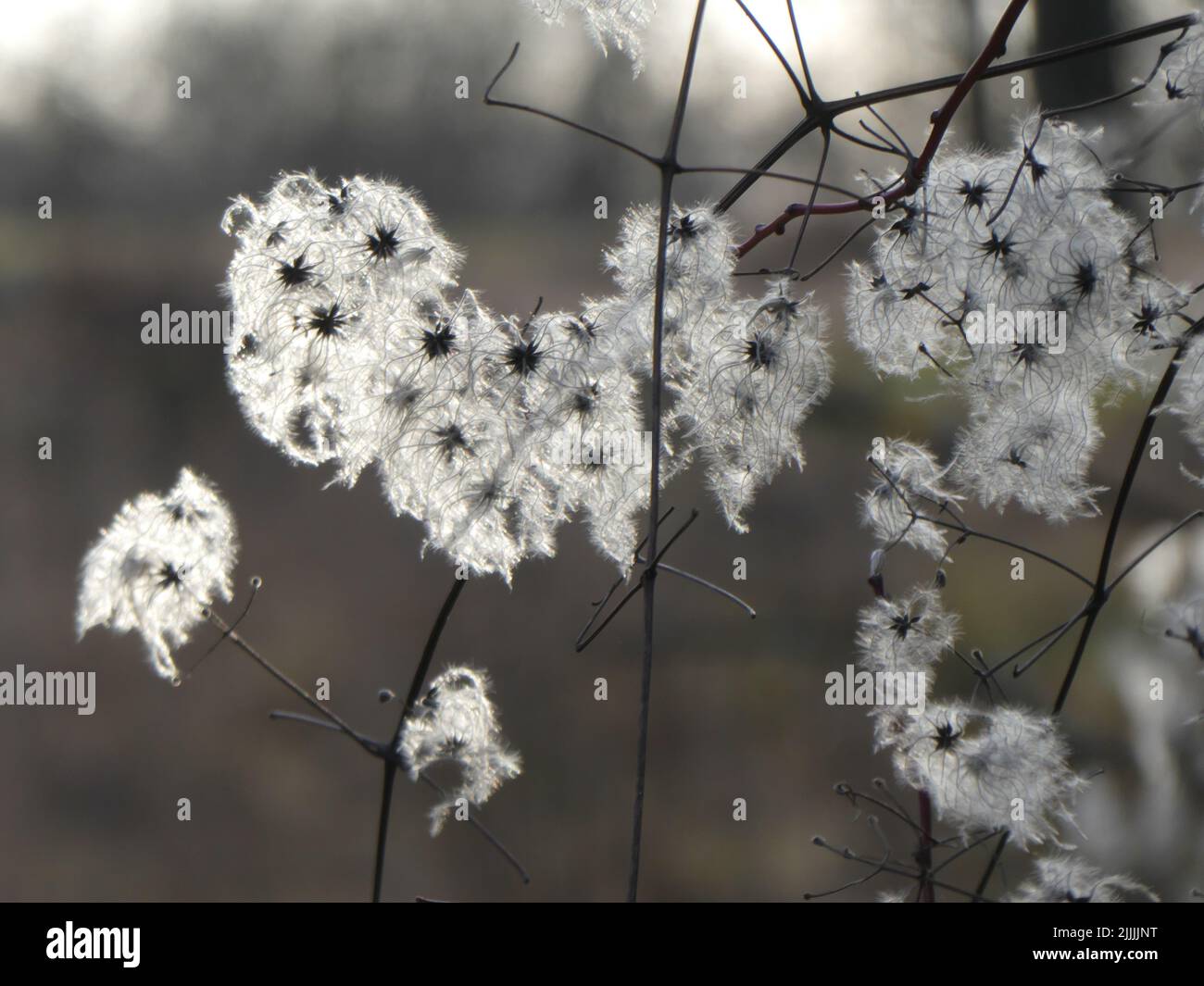 Filigran flowers in wintertime Stock Photo