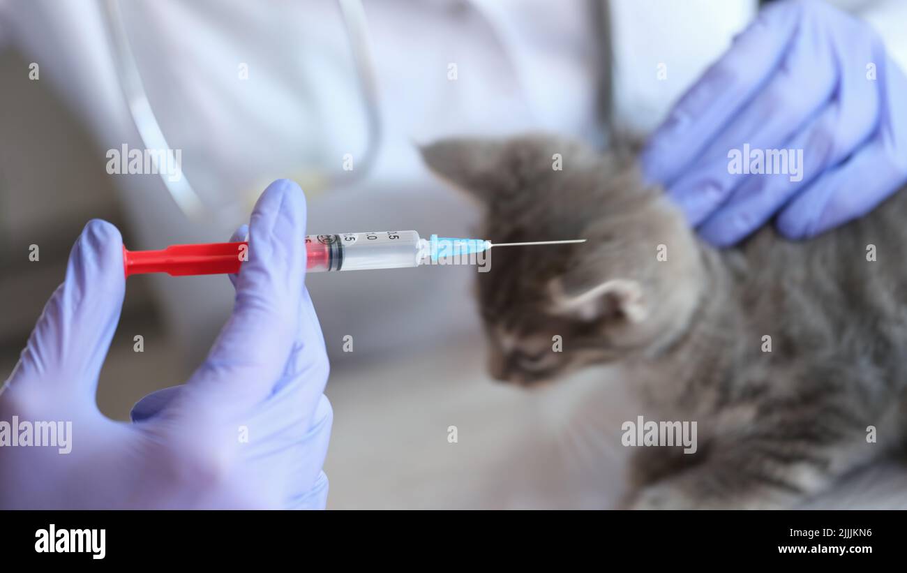 Veterinarian hands holding injection syringe with medicine Stock Photo