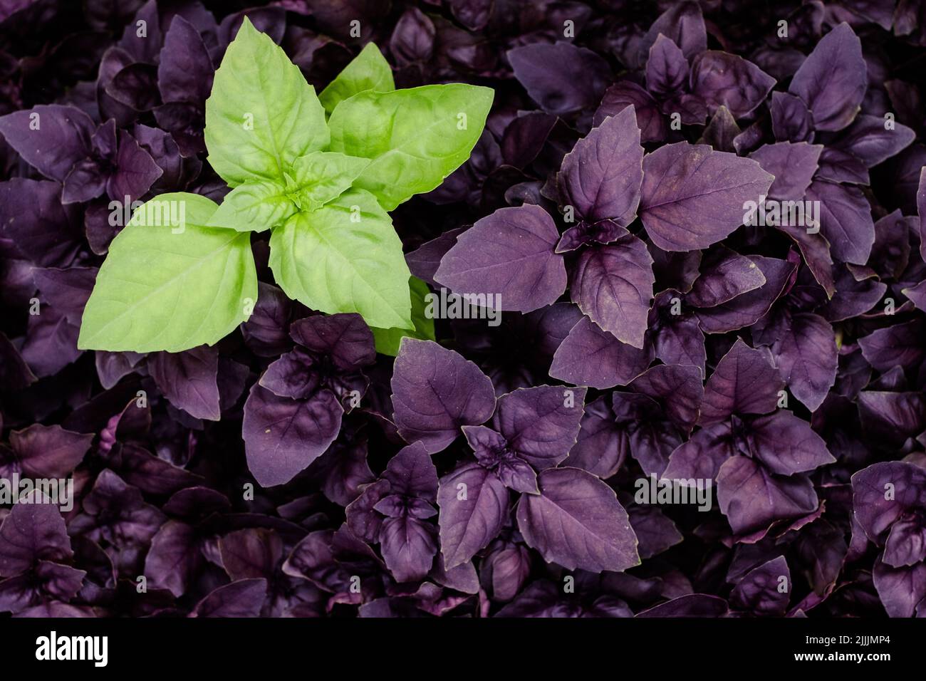 Purple and green basilic plantation. Fresh organic green and purple