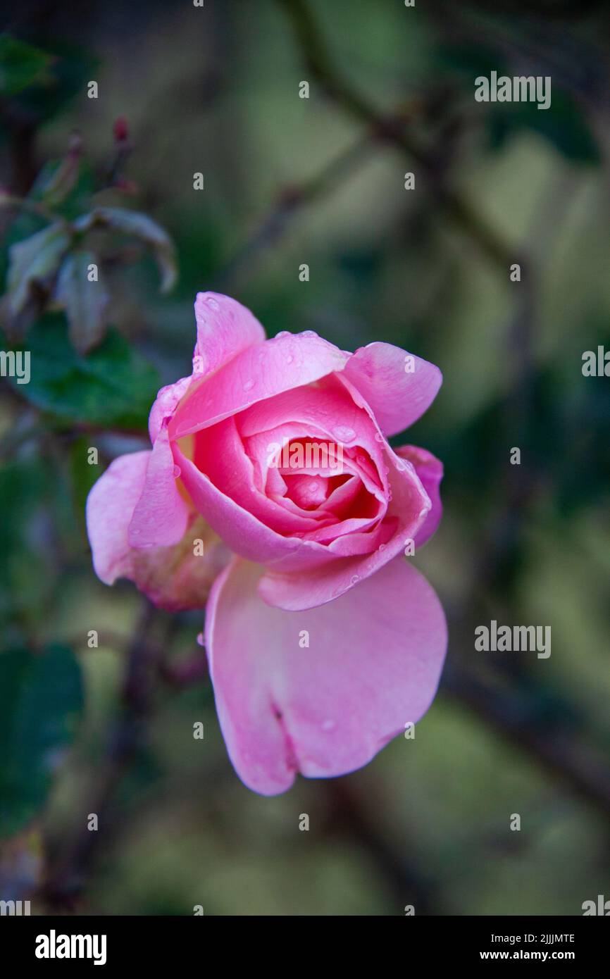 A soft pink rose blooming in a winter Melbourne day, in Victoria, Australia. Stock Photo
