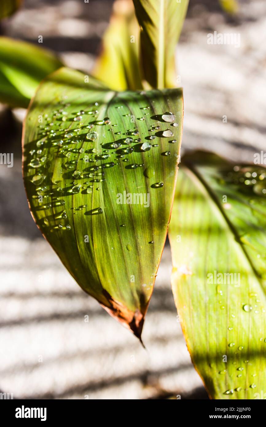 canna lily plant with rain droplets on its leaves outdoor in sunny