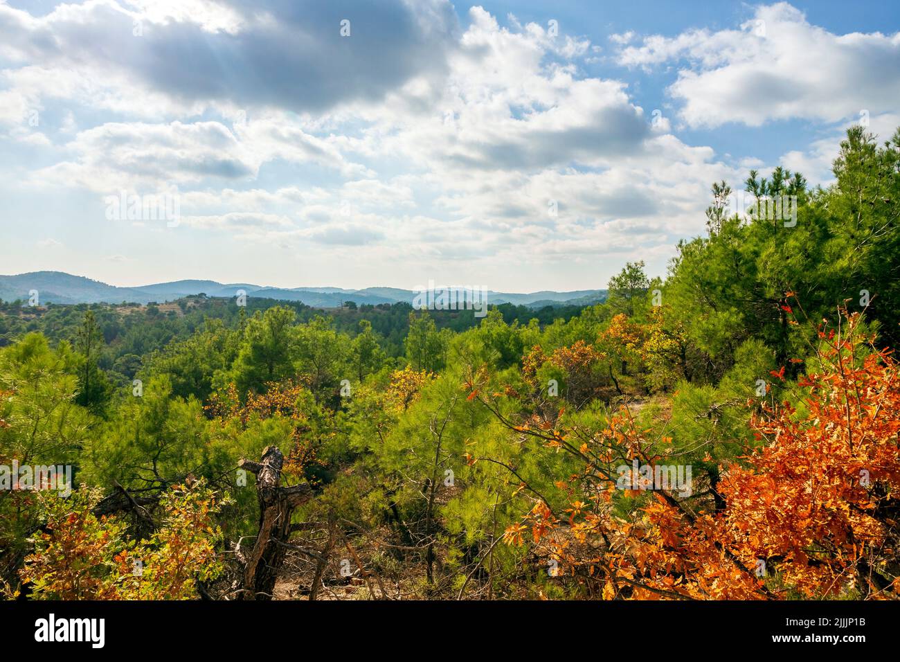 The Dadia-Lefkimi-Soufli Forest National Park, a major natural reserve in Thrace region, northern Greece, an immensly important sanctuary of wildlife. Stock Photo