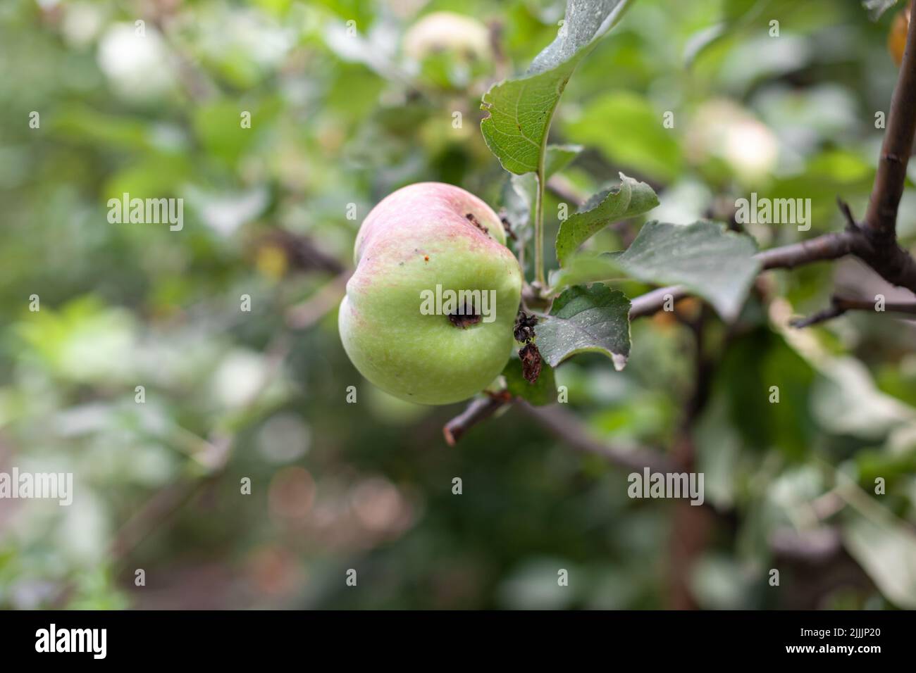 A green worm-eaten apple weighs on a tree branch in the garden. An apple affected by the disease, on a branch of an apple tree in the garden. A sick s Stock Photo