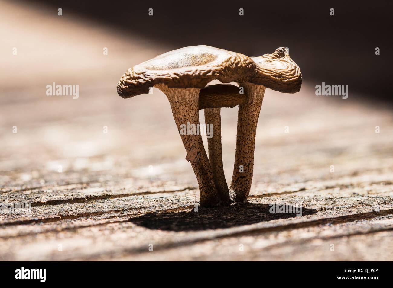 Harsh shades hi-res stock photography and images - Alamy