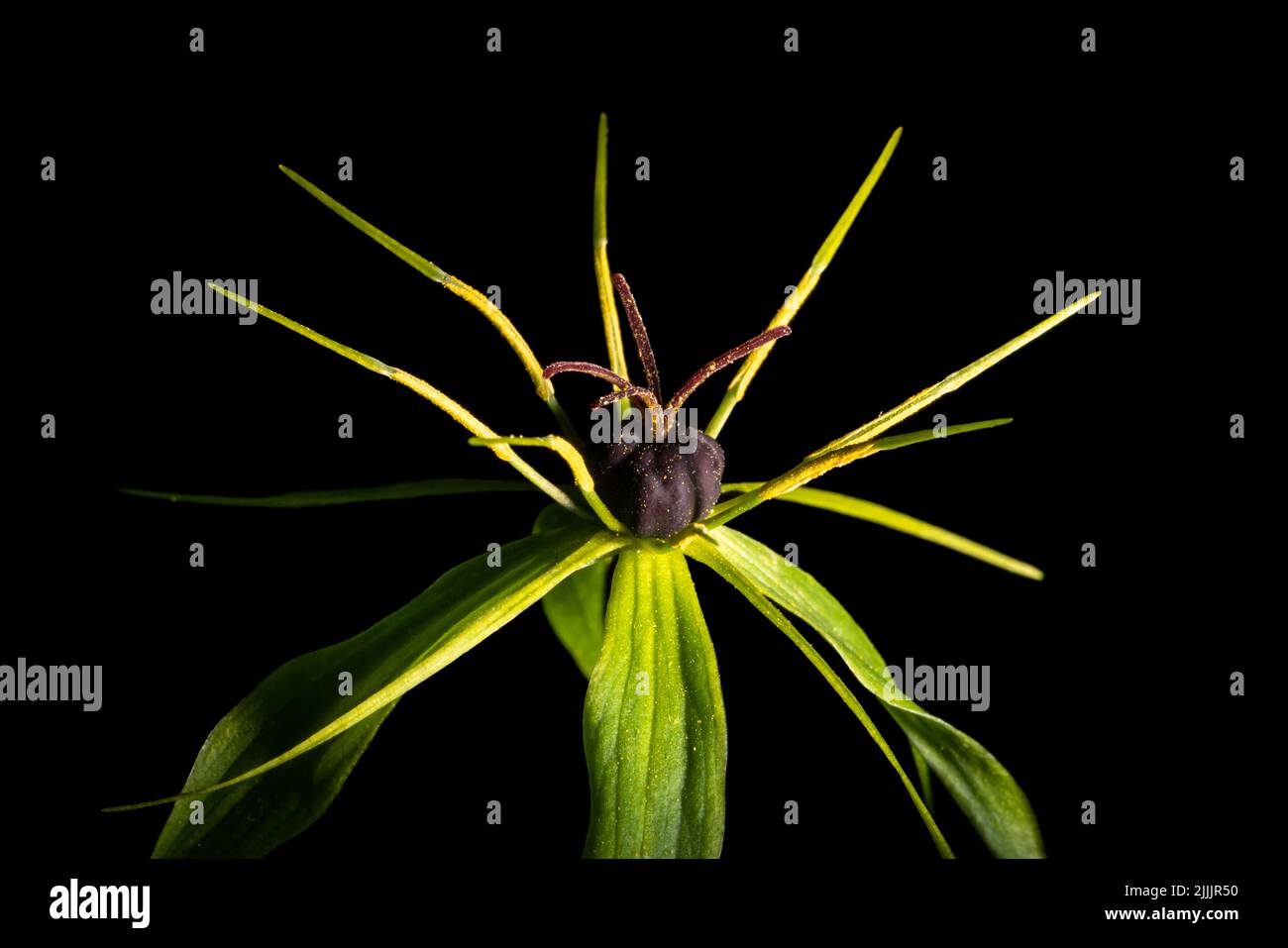 This herbaceous plant, captivates the with its simplicity. It is called true lover's knot (paris quadrifolia), and for its defense is equipped with po Stock Photo