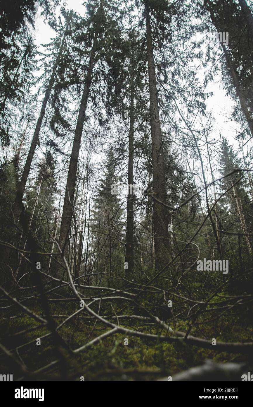A low angle shot of tall trees in the forest in Norway Stock Photo - Alamy