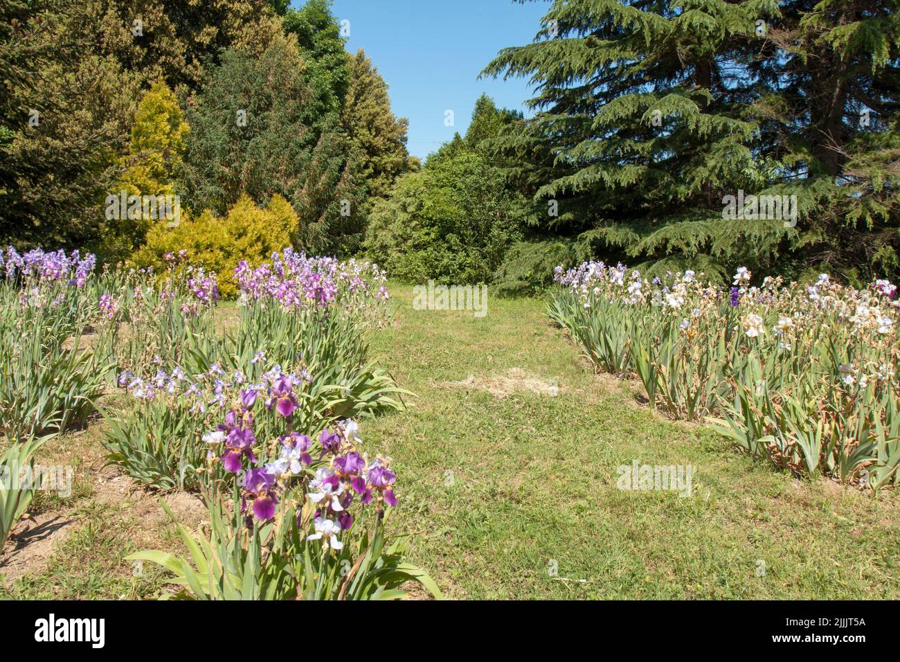 Irises in Botanic garden St. Constantine and Helena, Bulgaria Stock Photo