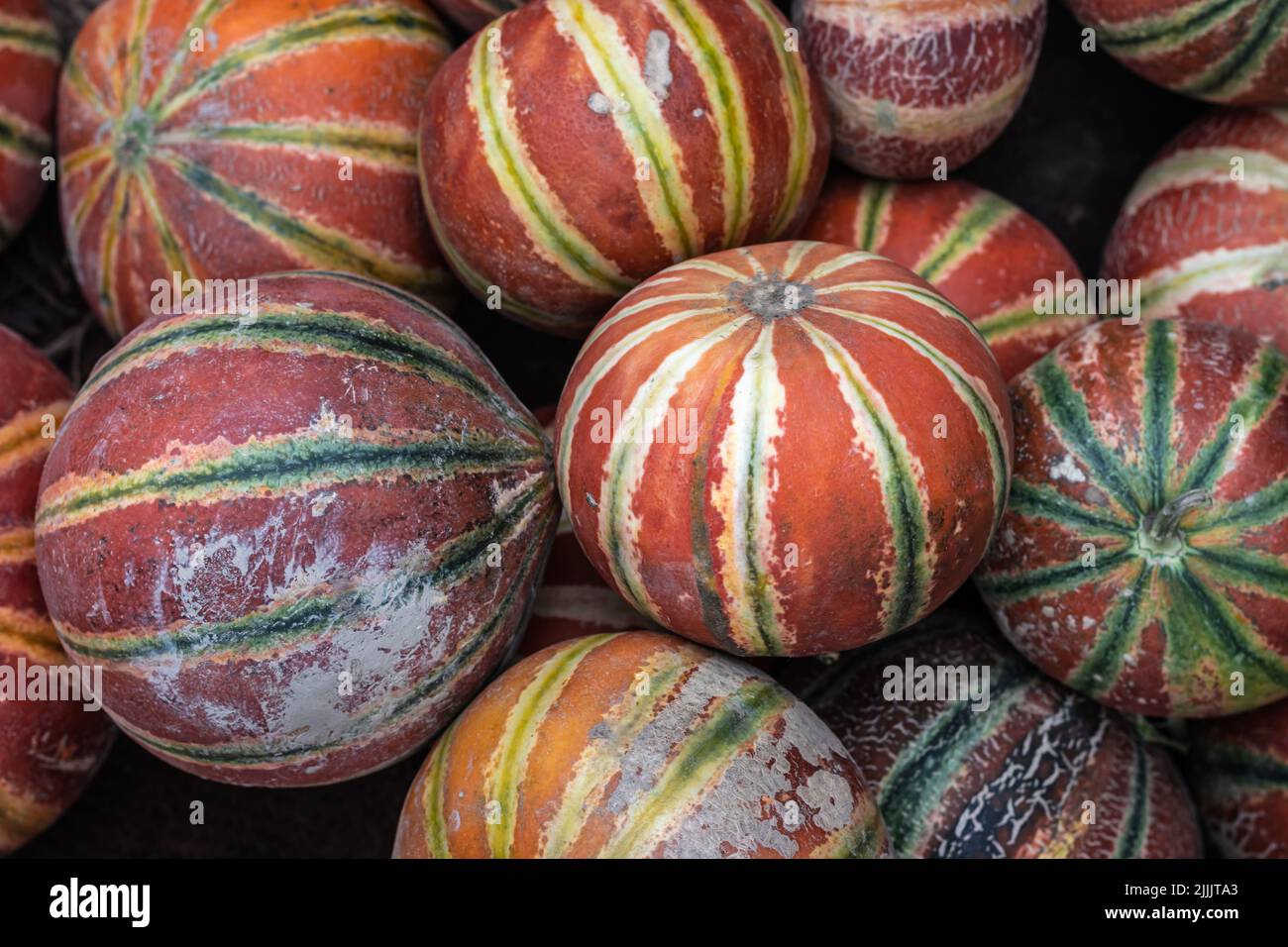 fresh organic muskmelon from farm close up from different angle Stock Photo