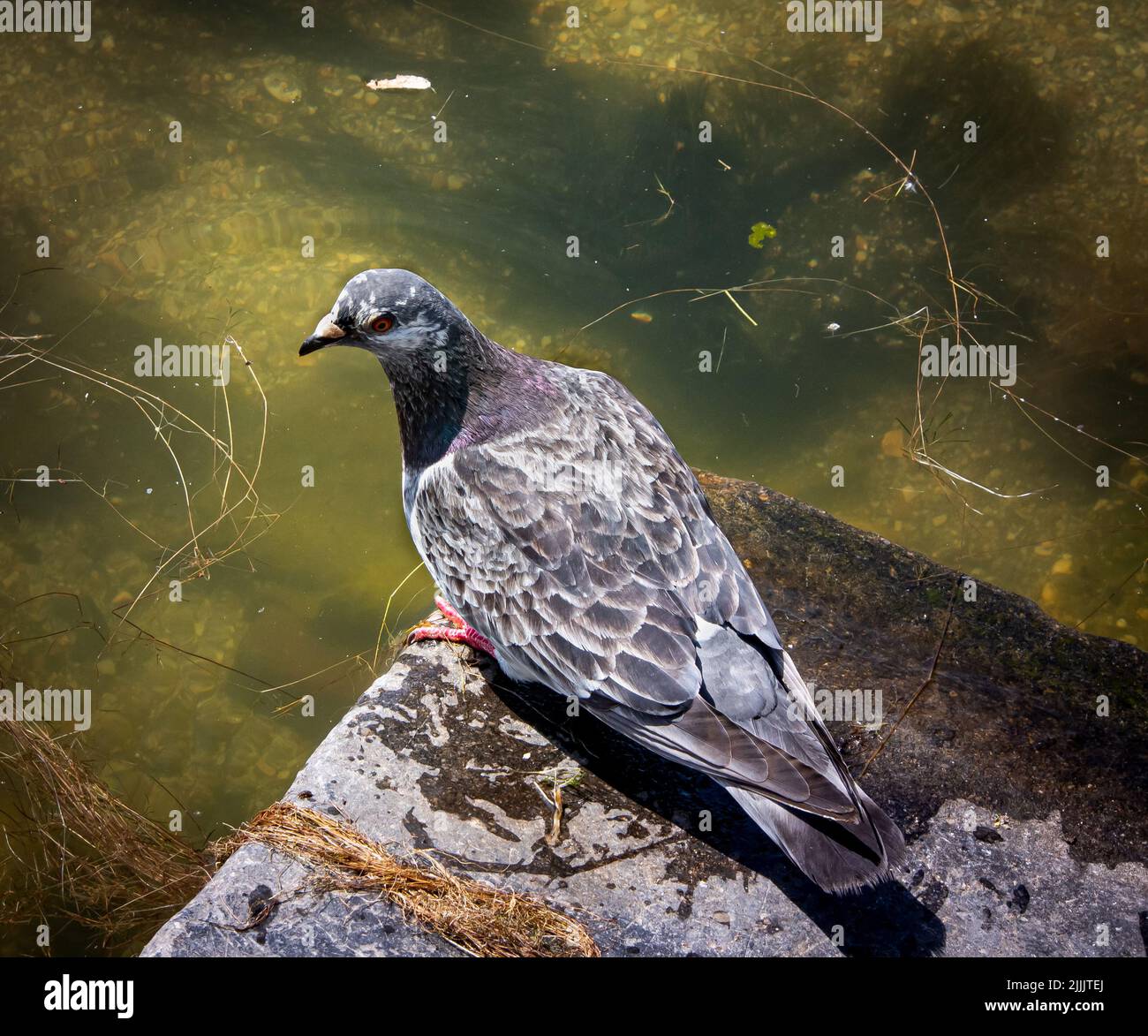 A city Pidgeon in the Netherlands Stock Photo