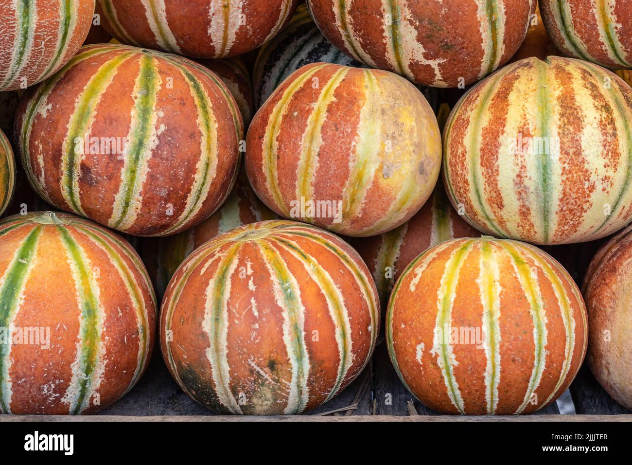 fresh organic muskmelon from farm close up from different angle Stock Photo