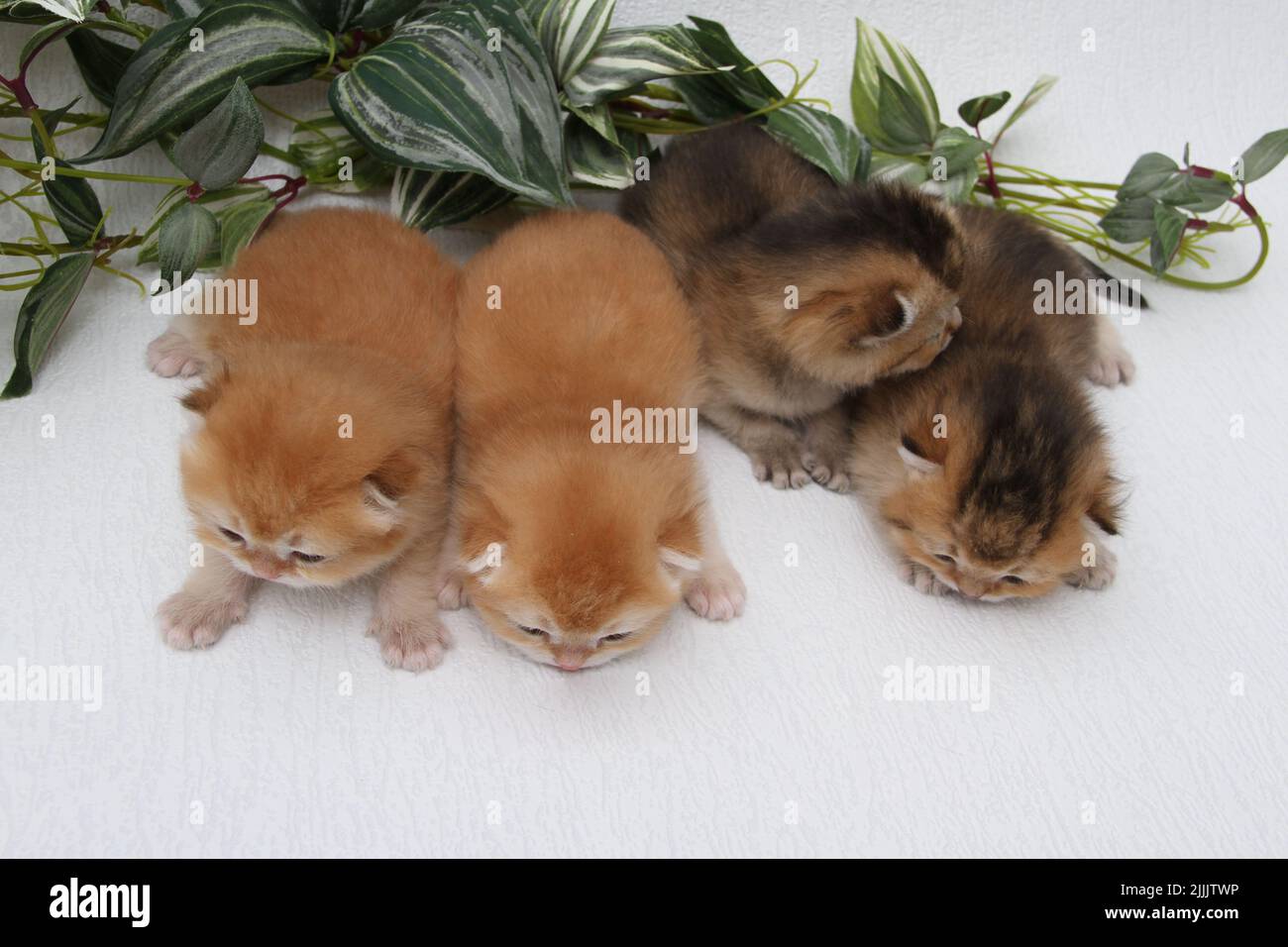 British longhair kittens on white background with green leaves. Golden chinchilla highlander. Cute fluffy kitten . Pets at cozy home. Top view web Stock Photo