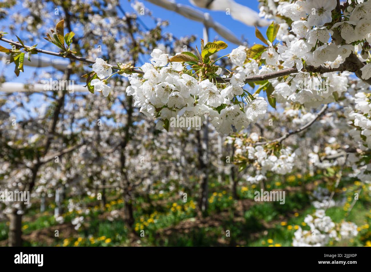 Young apple-tree bushes abounding in blooming inflorescences open from under a canopy towards the spring sky, Val di Non, Trentino, Italy Stock Photo
