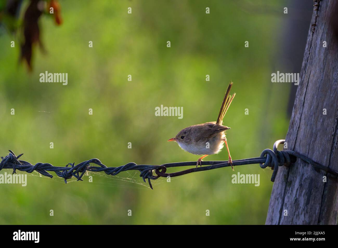 A female Red-backed fairy-wren is perched on wire on an old fence at St Lawrence in Central Queensland in Australia. Stock Photo