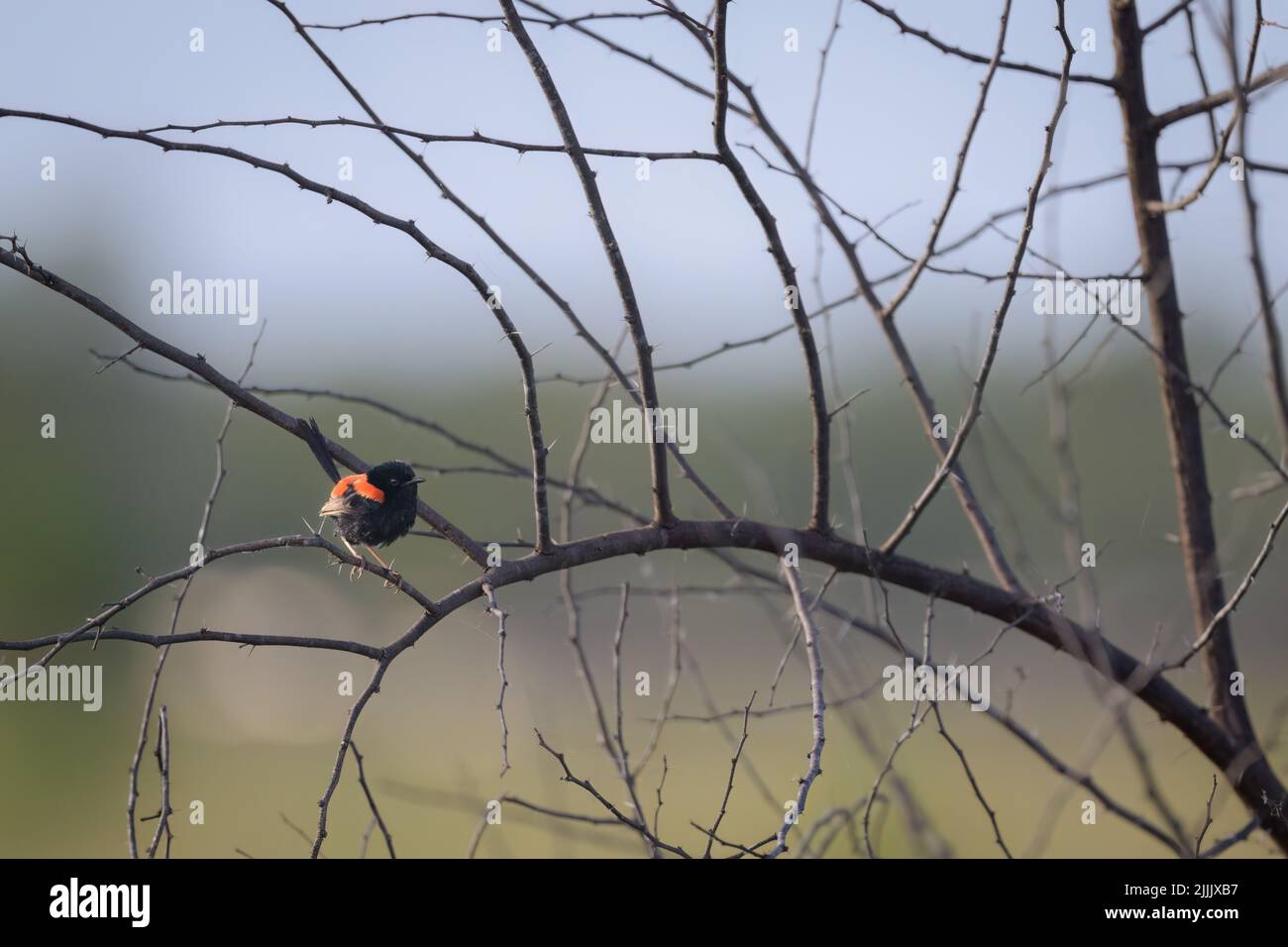 A male Red-backed fairy-wren is perched on a thorn-bush twig enjoying the early morning sunlight at St Lawrence in Central Queensland, Australia. Stock Photo