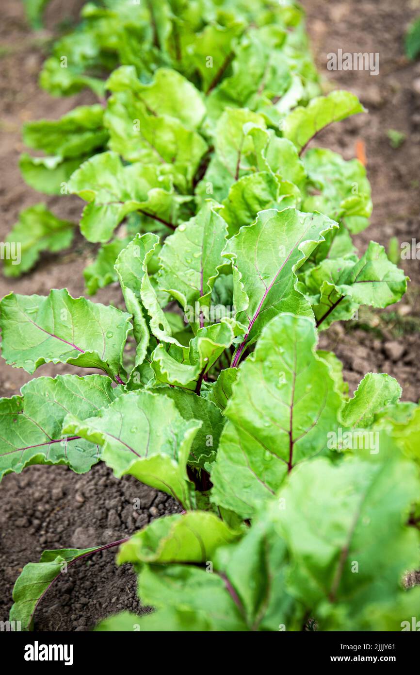 Beetroot in the garden, organic gardening and growing healthy food. Stock Photo