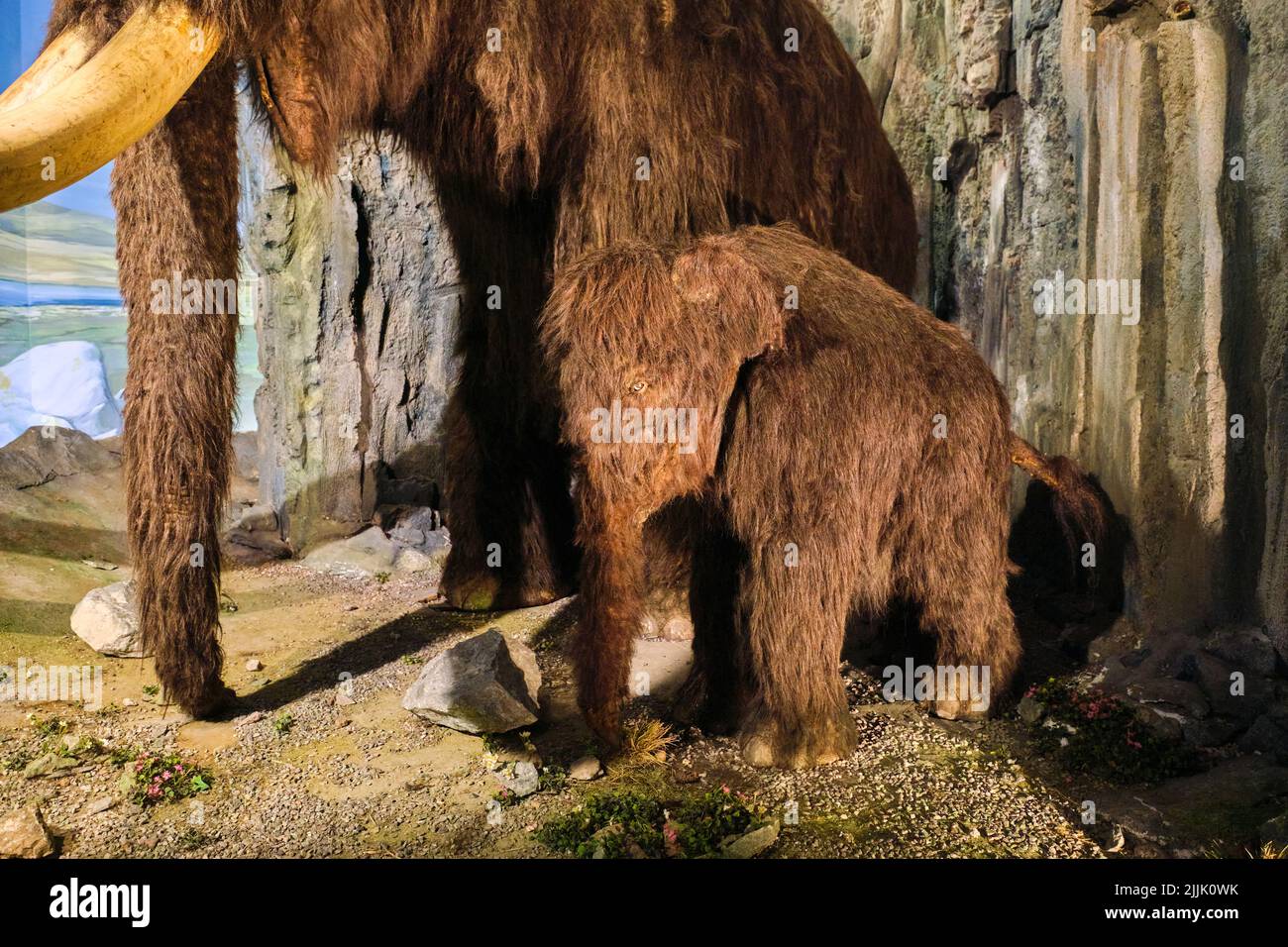 Diorama display of a stuffed model of a baby woolly mammoth. At the National Museum in Cardiff, Wales, United Kingdom. Stock Photo