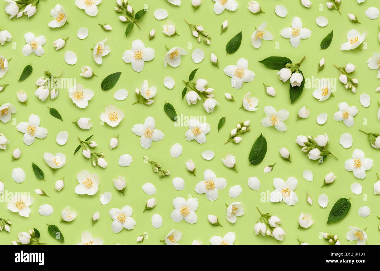 Seamless floral pattern of Jasminum Grandiflorum Royal Jasmine flowers