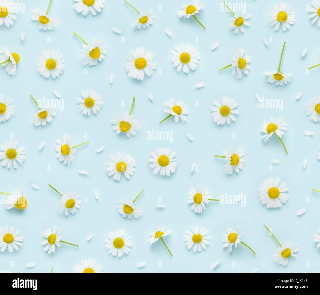 Seamless floral pattern of chamomile flowers and petals on blue background top view flat lay Stock Photo