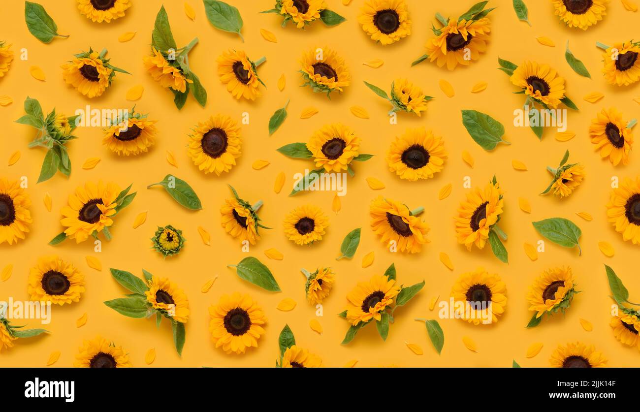 Seamless floral pattern of ornamental sunflower flowers, leaves buds and petals on yellow background top view flat lay Stock Photo