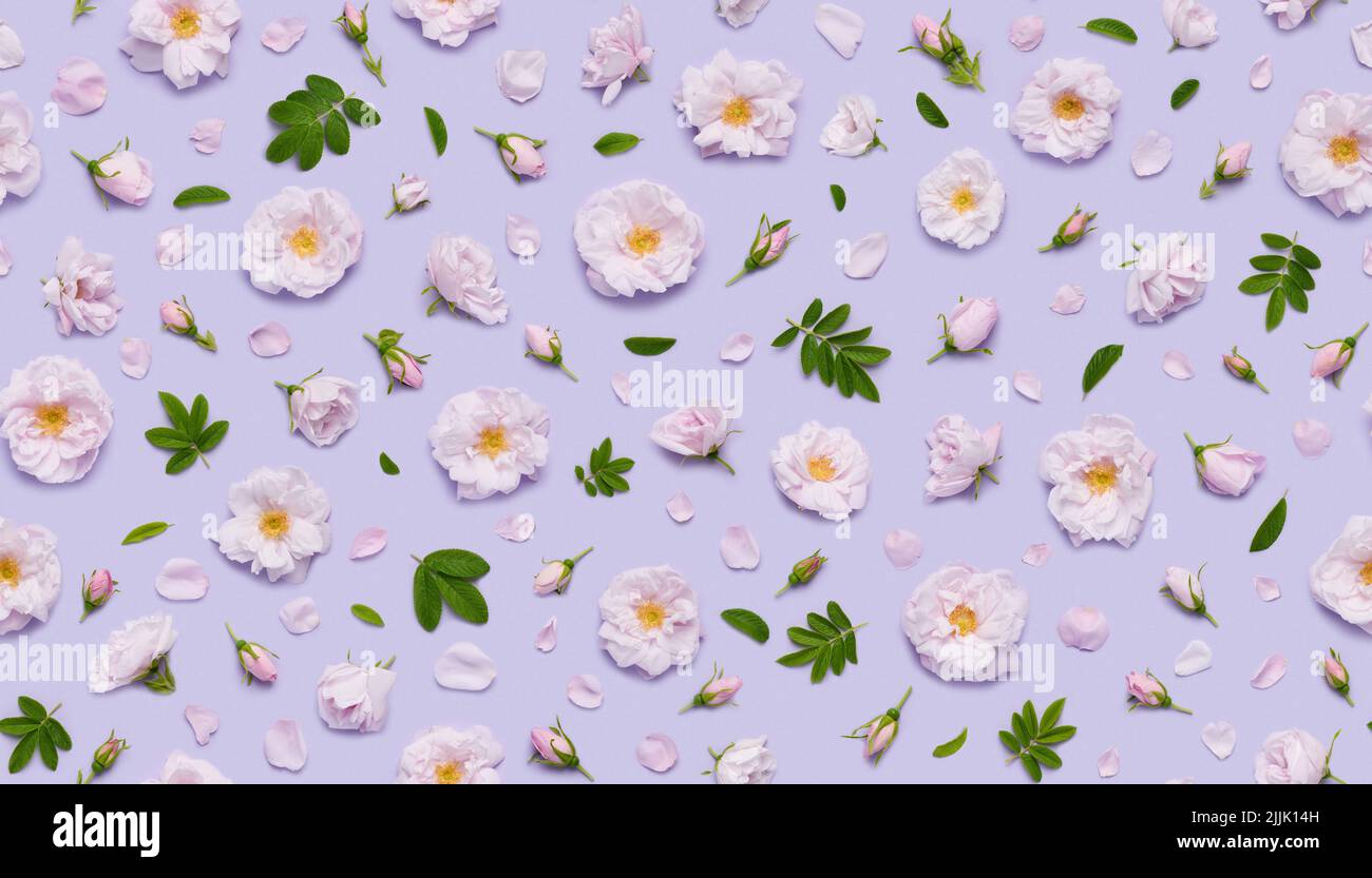 Seamless floral pattern of pink blooming Celestial minden rose flowers, leaves buds and petals on pastel violet background top view flat lay Stock Photo
