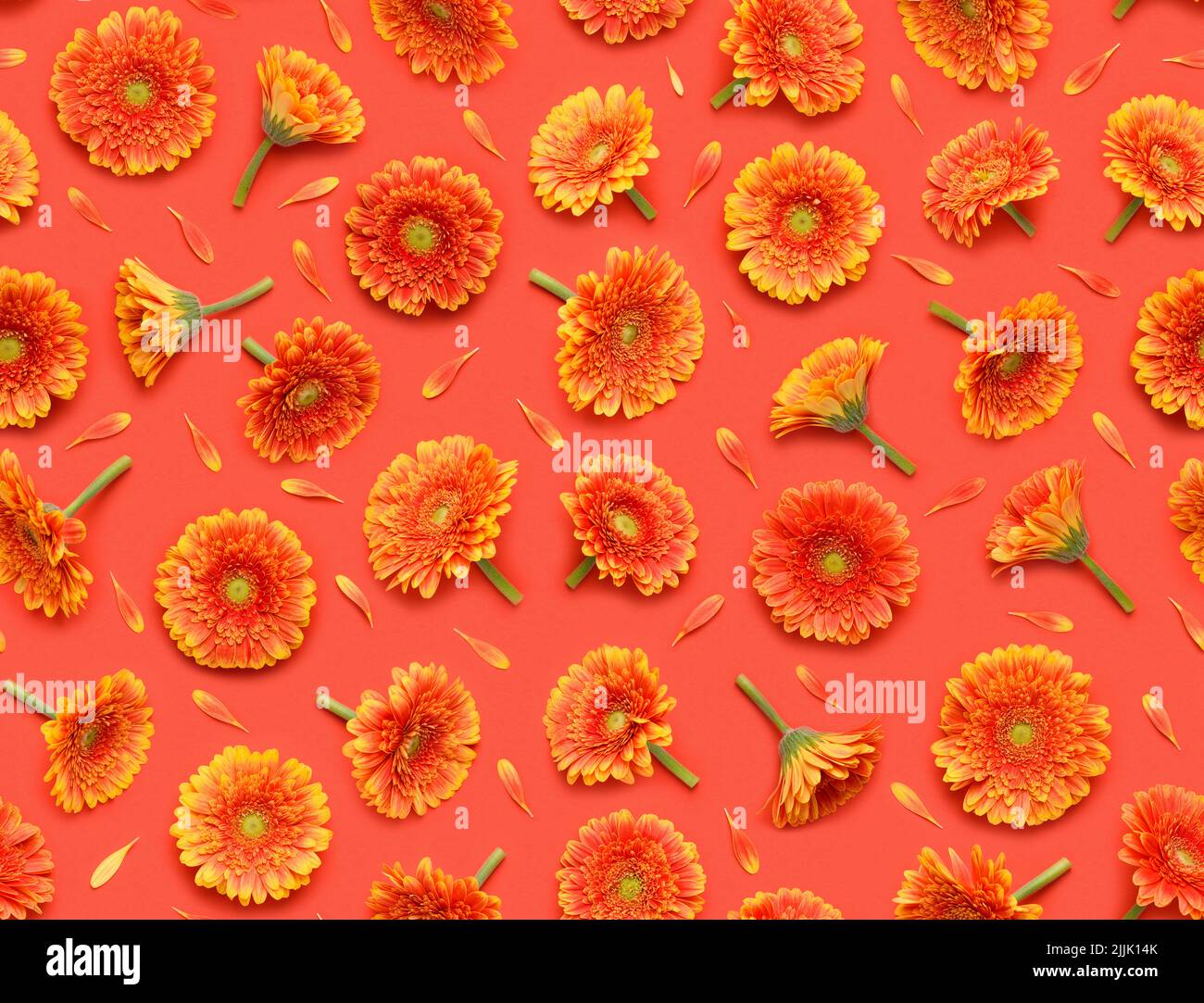 Seamless floral pattern of gerbera flowers and petals on red background top view flat lay Stock Photo