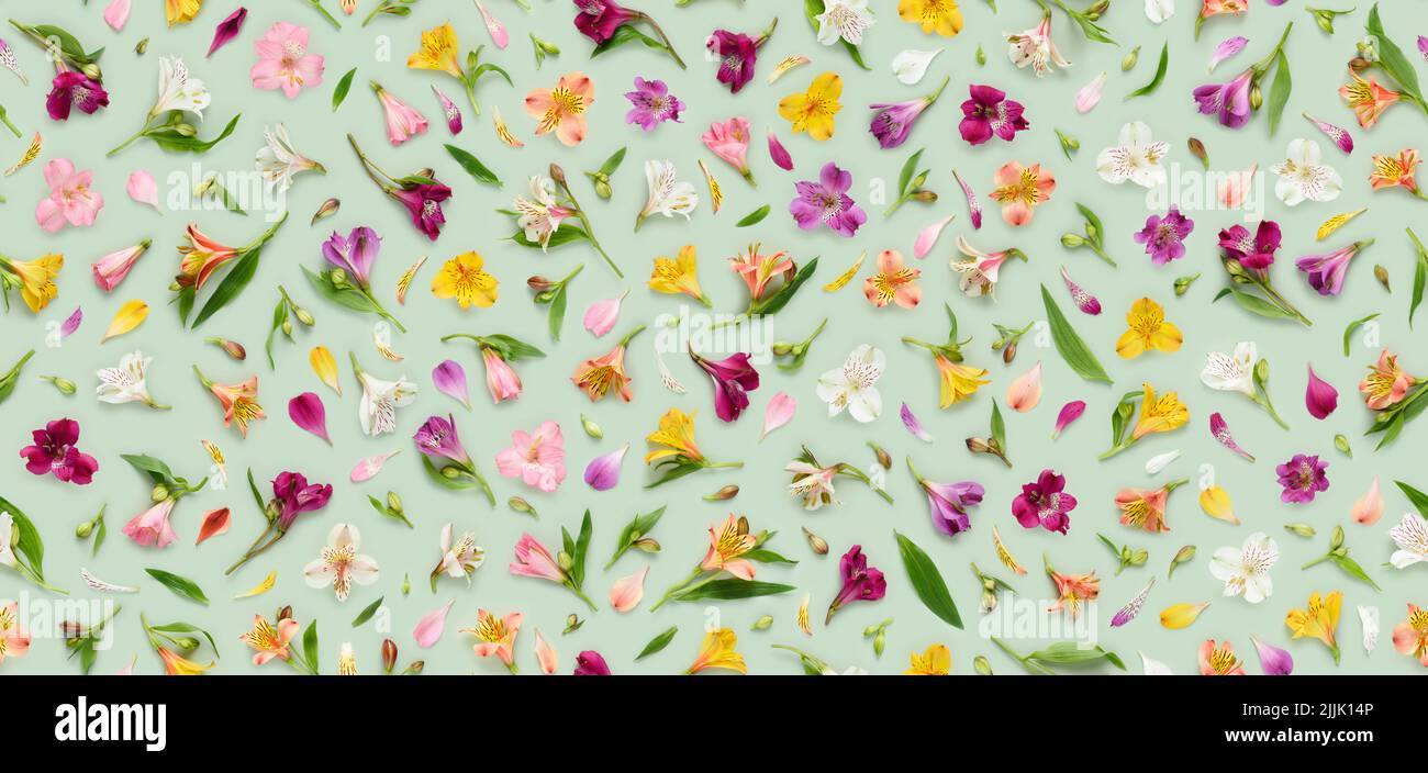 Seamless floral pattern of assorted Alstroemeria flowers, also known as Peruvian lily or lily of the Incas, leaves buds and petals on green background Stock Photo