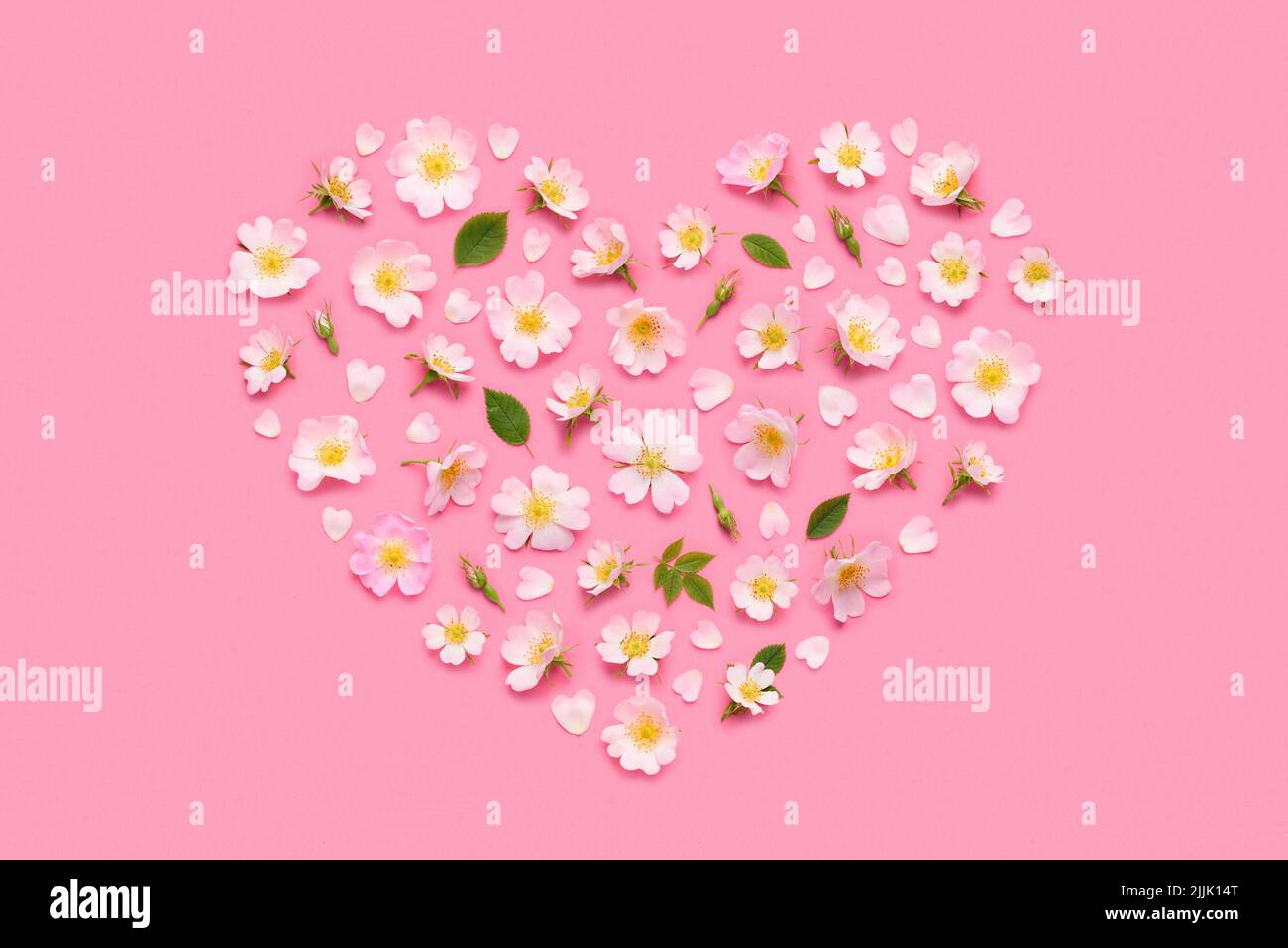 Rose flowers, leaves buds and petals in heart shape on pink background top view flat lay Stock Photo
