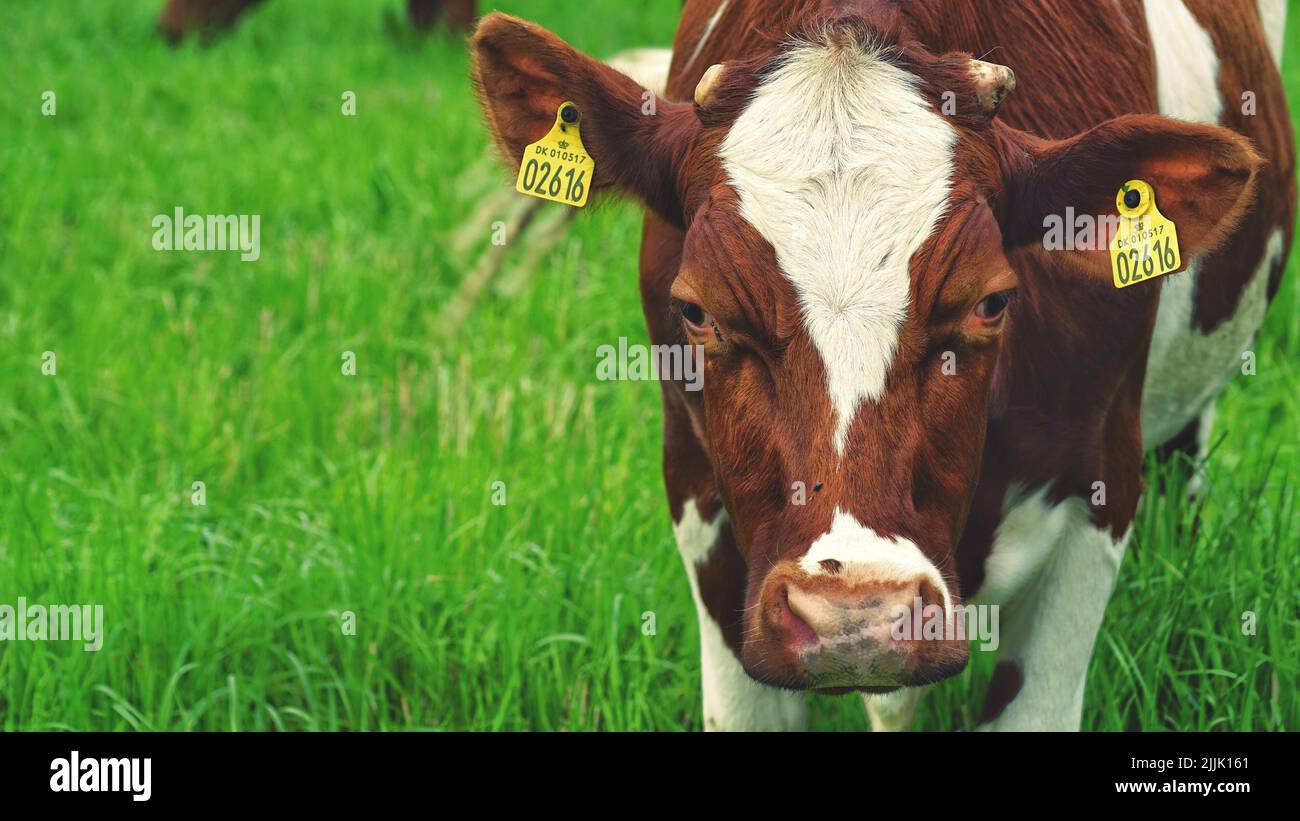 A closeup shot of the cow grazing in the field Stock Photo - Alamy