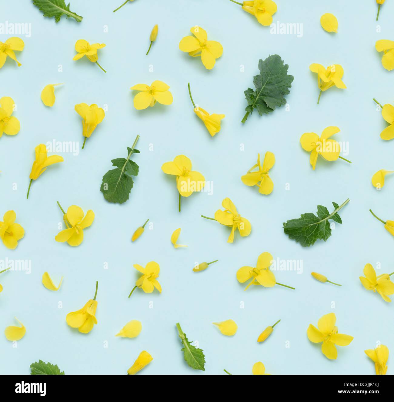 Rapeseed canola yellow blooming flowers leaves buds and petals seamless floral pattern background, top view flat lay Stock Photo