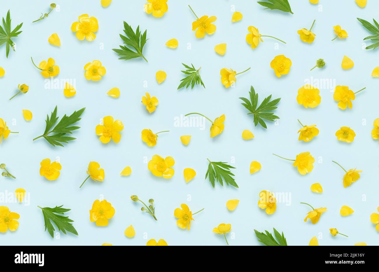 Seamless floral pattern of yellow blooming buttercup, common wild meadow flower, with buds, leaves and petals top view flat lay background. Stock Photo