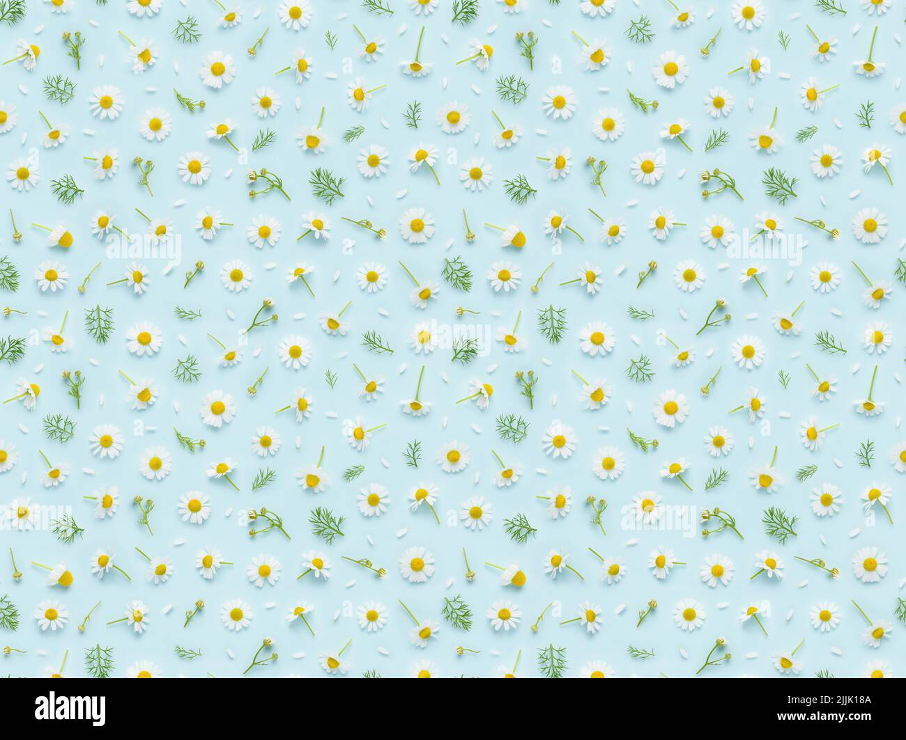 Seamless floral pattern of chamomile flowers, leaves buds and petals on blue background top view flat lay Stock Photo
