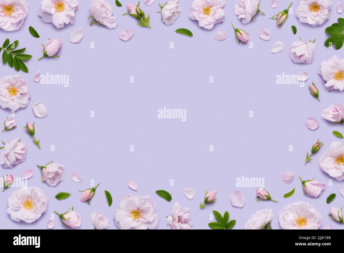 Pink blooming Celestial minden rose flowers frame border on pastel violet background top view flat lay Stock Photo