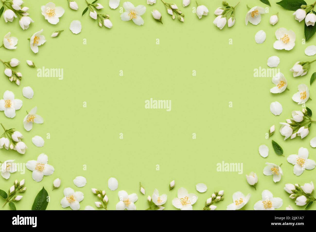 Floral frame border of Jasminum Grandiflorum Royal Jasmine flowers, leaves buds and petals on green background top view flat lay Stock Photo