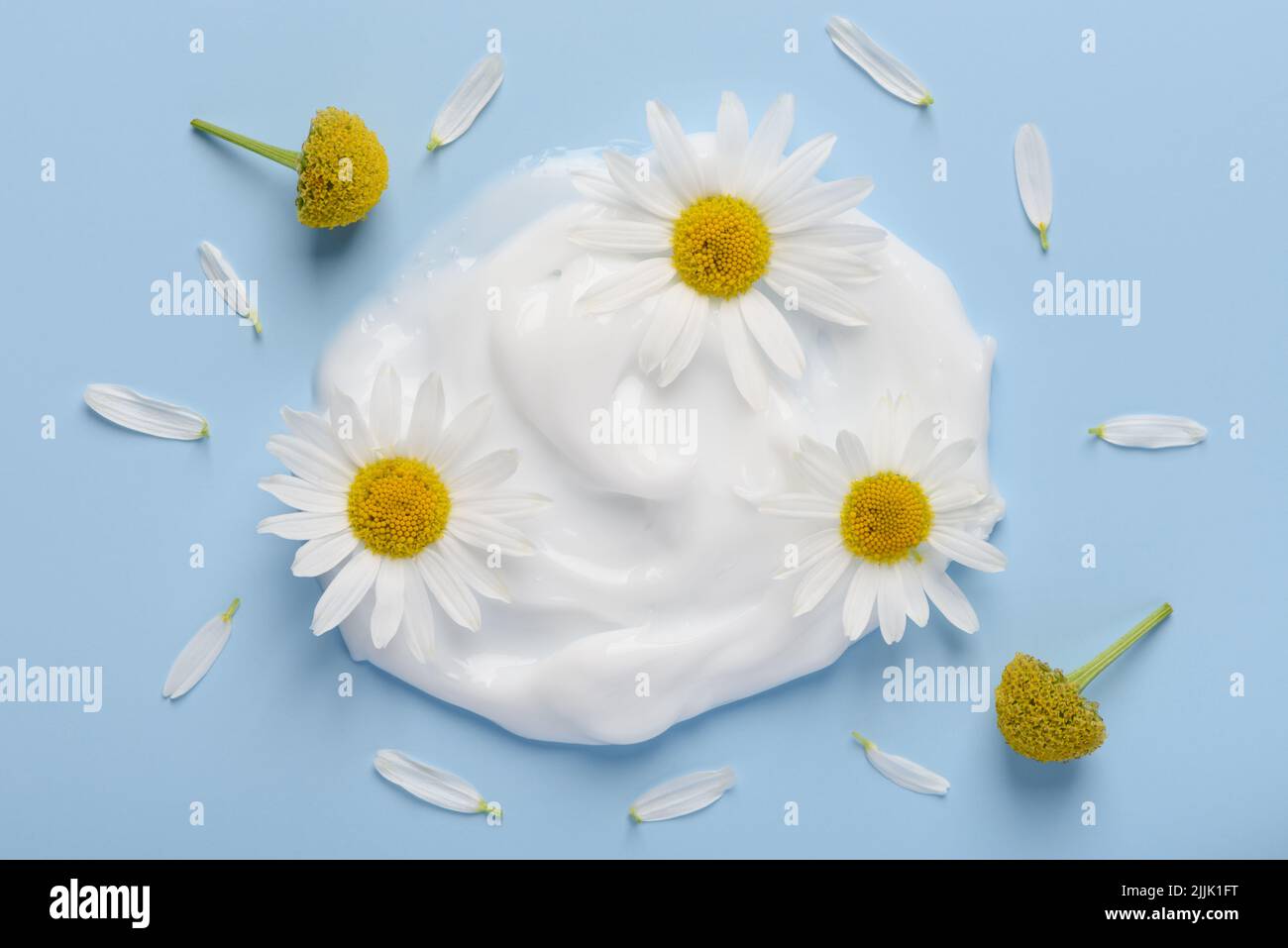 White cosmetic cream with chamomile flowers and petals on blue background top view Stock Photo