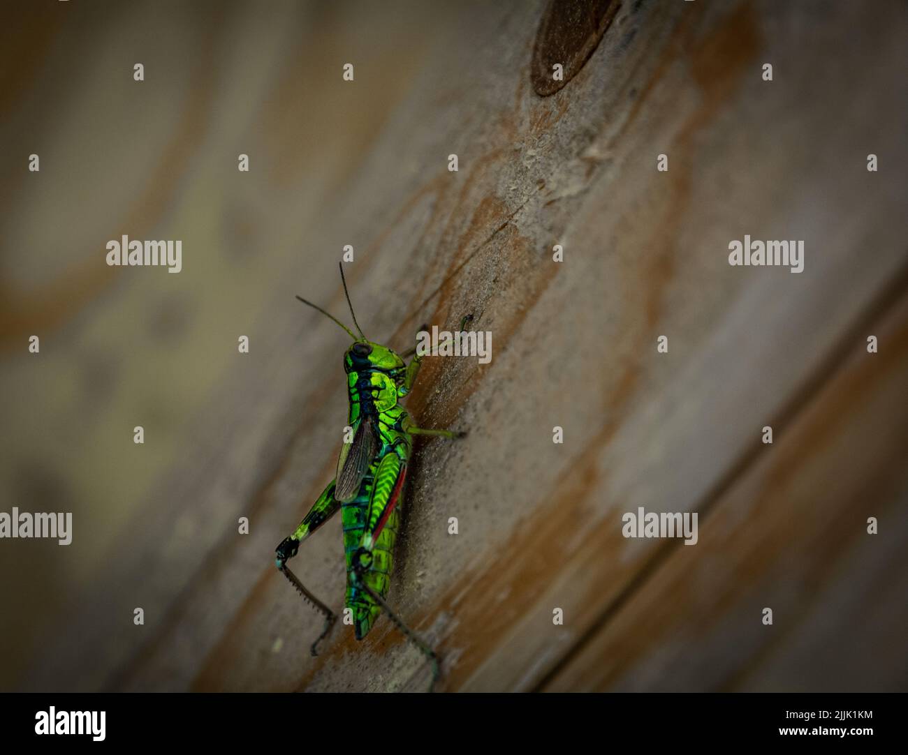 Green mountain grasshopper, Alpine mountain locust (Miramella alpina), on a tree trunk Stock Photo