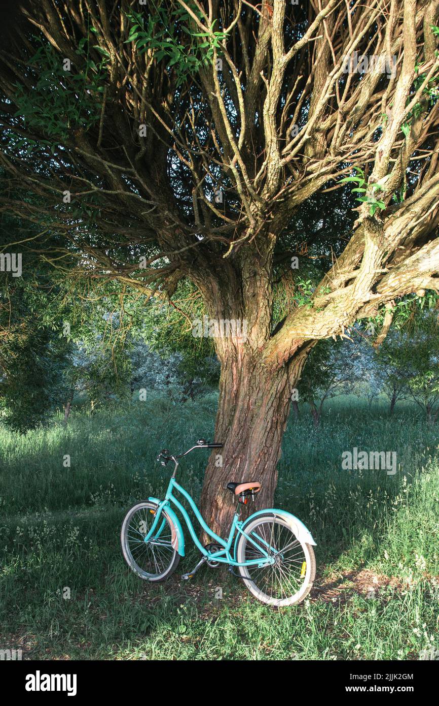 small cruiser bicycle