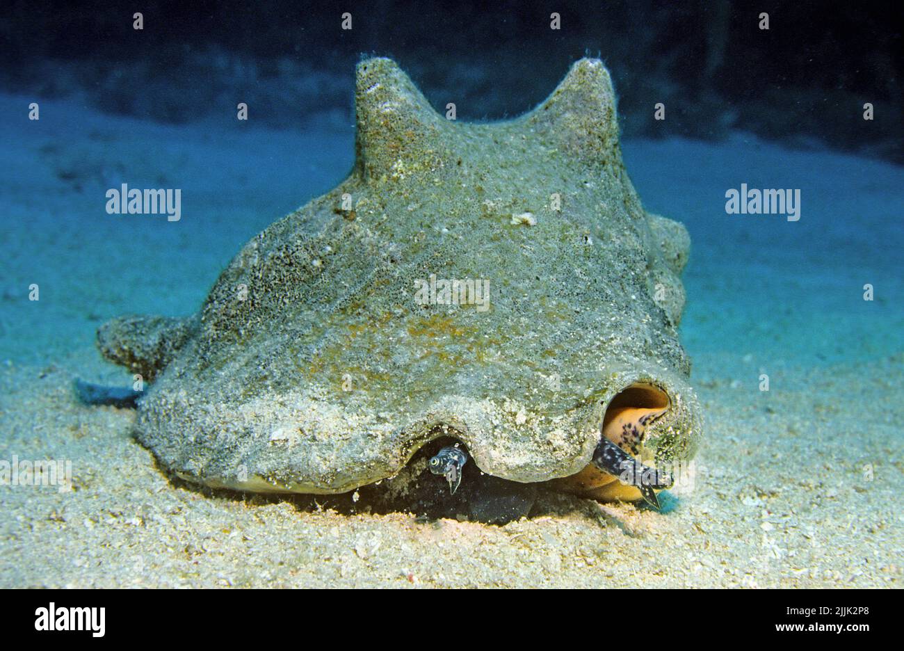 Queen conch or Conch shell (Strombus gigas) on sandy seabed, Curacao, Netherlands Antilles, Caribbean Stock Photo