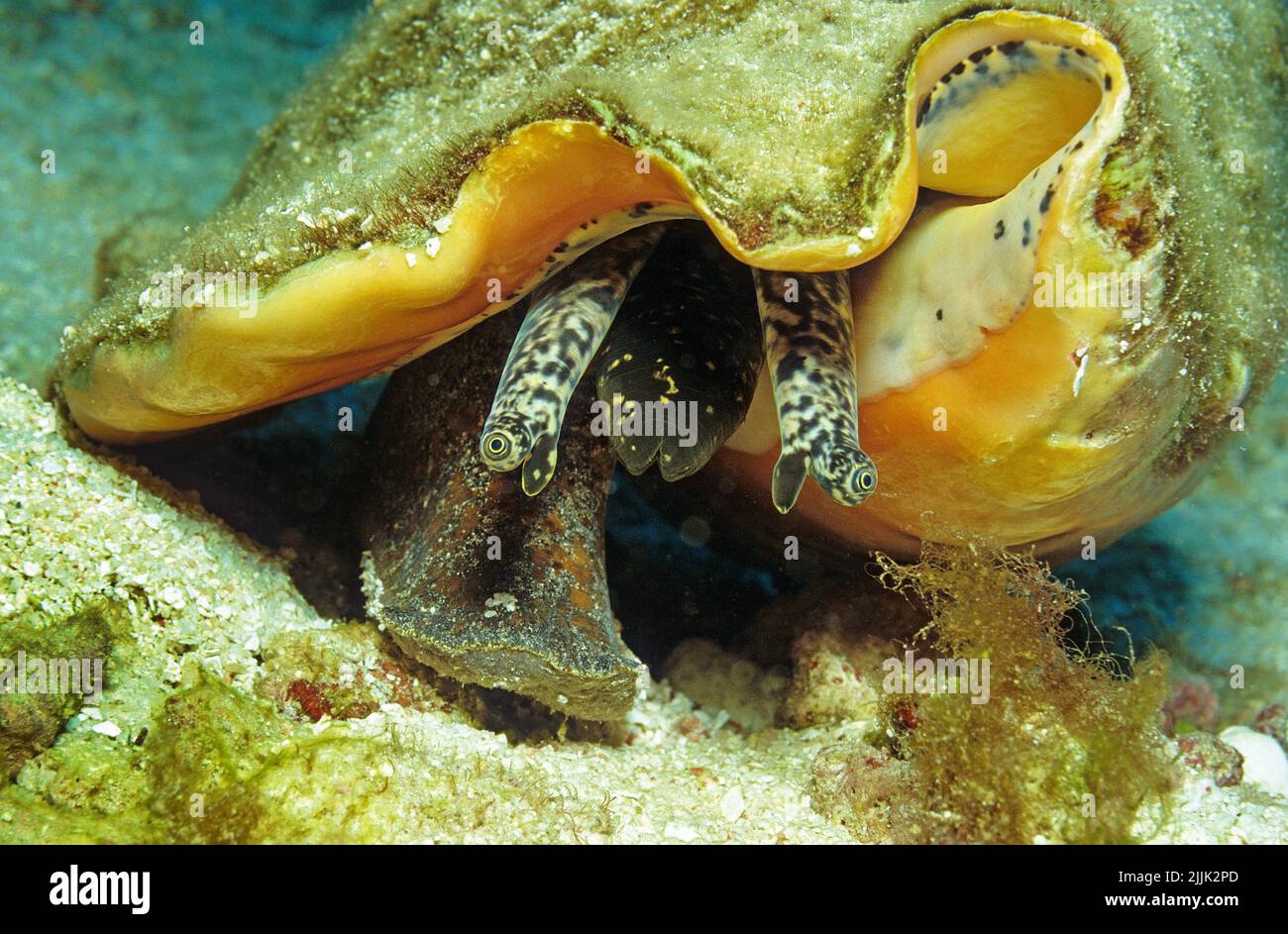 Queen conch or Conch shell (Strombus gigas), Curacao, Netherlands Antilles, Caribbean Stock Photo