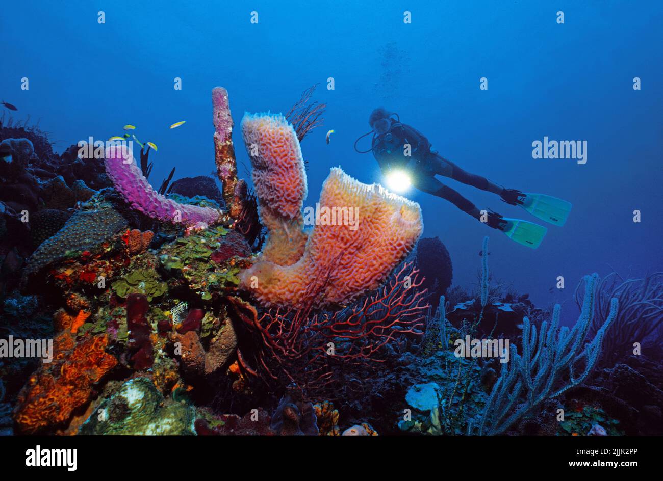 Scuba diver at a Azure Vase Sponge (Callyspongia plicifera), caribbean coral reef, Saba, Netherland Antilles, Caribbean Stock Photo